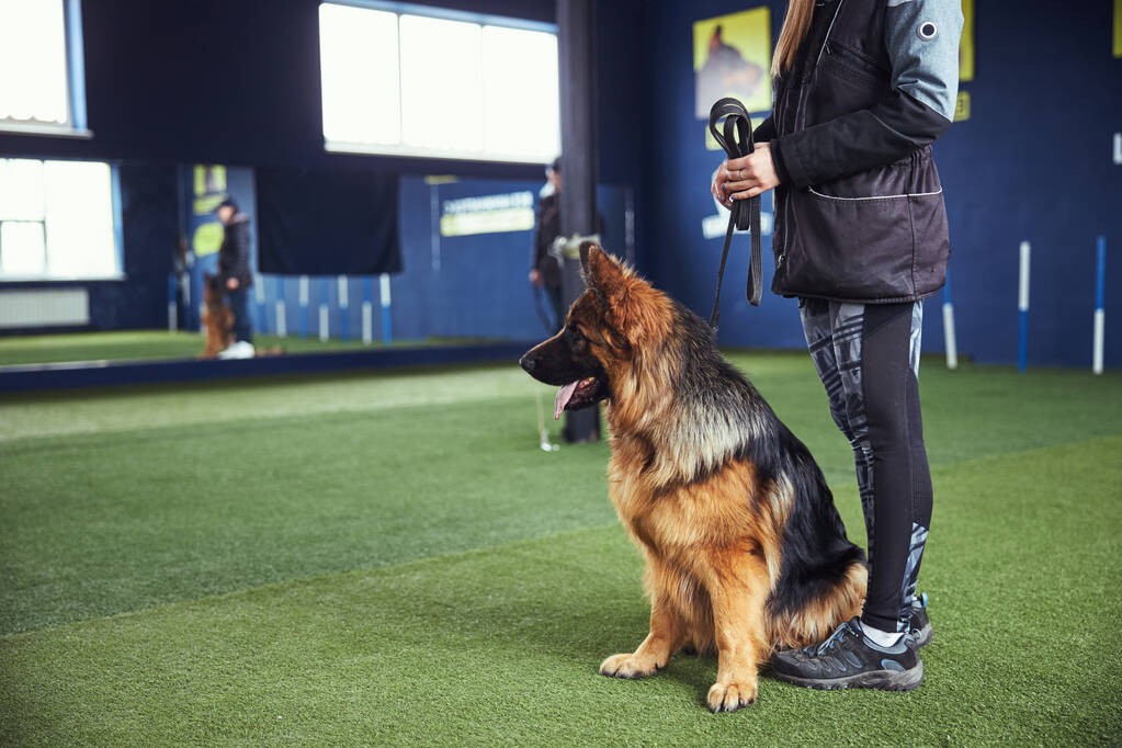 addestratore di cani con pastore tedesco al guinzaglio